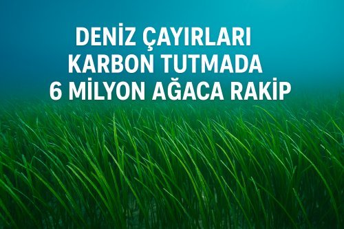 Deniz Çayırları Karbon Tutmada 6 Milyon Ağaca Rakip