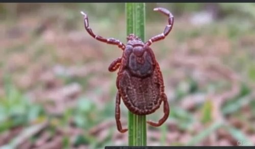 İstanbul'da Kene Panikine Son: "Rhipicephalus" Türü Zararsız Çıktı!