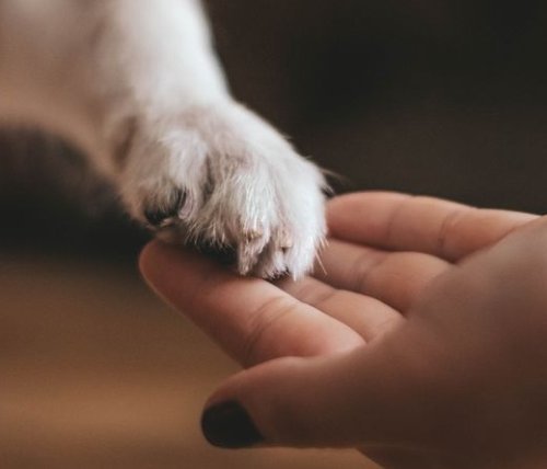 Hayvanların Sessiz Çığlığı, İnsanlık Zulmün Gölgesinde!