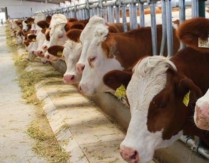 Şarkikaraağaç’ta Şap Hastalığı Krizi: 15 Köyde Hayvan Hareketleri Durduruldu!