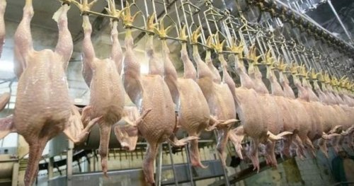 Tavuk Eti Üretiminde Rekor Artış! Haziran Ayında Yüzde 13,9 Büyüme Kaydedildi