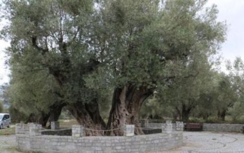 Hatay'da 1351 Yıllık Zeytin Ağacı Tarihe Işık Tutuyor!