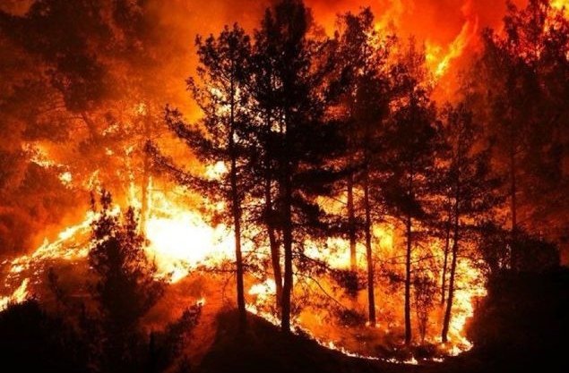 Ormanlar Yanıyor, Vicdanlar Kül Oluyor!